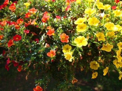 Flowers in the woods 2