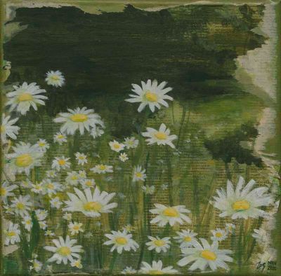 Daisy Field