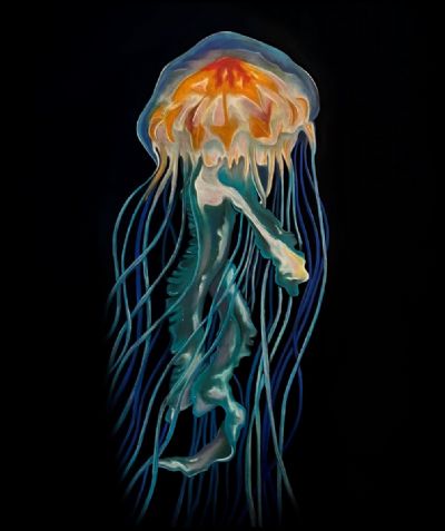 Black Sea - Jellyfish