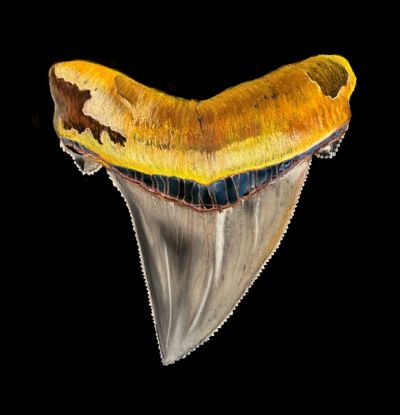 Black Sea - Ancient Shark Fossil