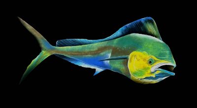 Black Sea - Mahi Mahi