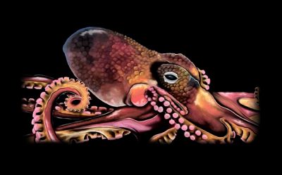 Black Sea - Octopus