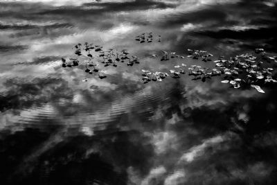 Lilies In The Clouds