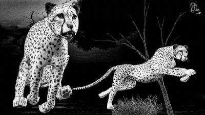 Save the Cheetah race