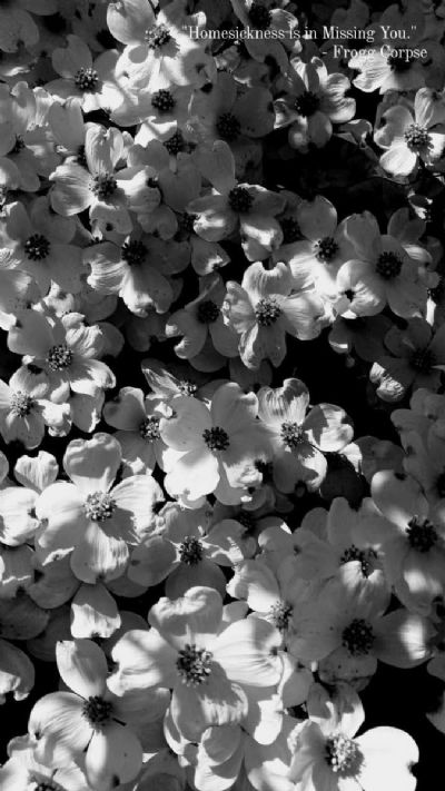 Anathema & Dogwood