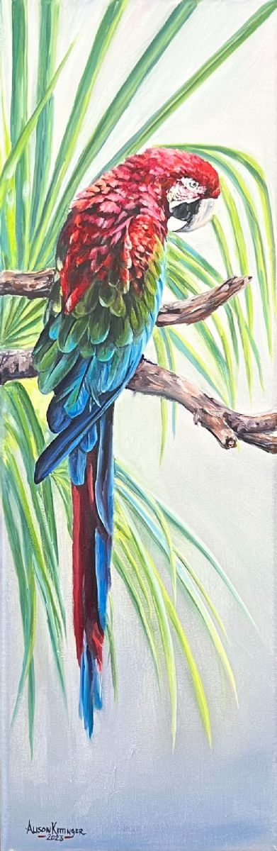 Green Winged Macaw