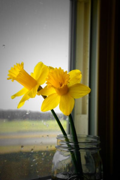 Daffodils by the Window