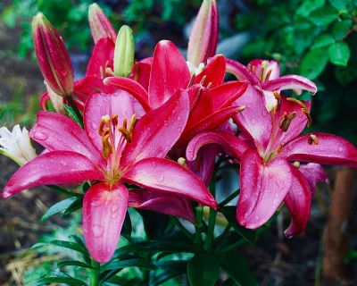 Lillies After the Rain