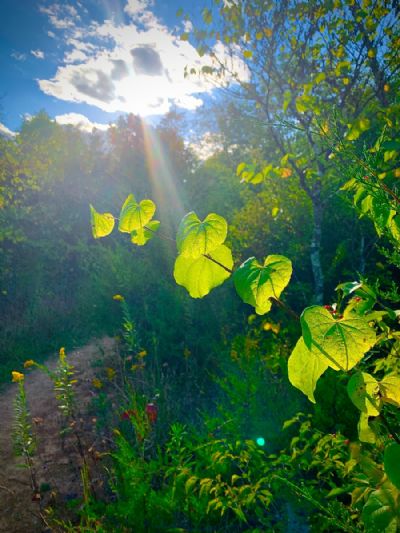 Magic of the Forrest