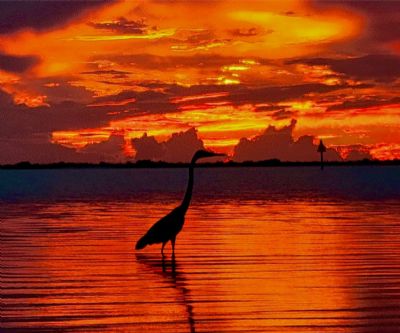 Honeymoon Island Heron
