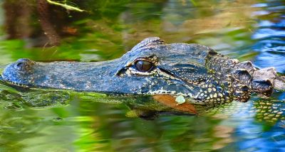 It's Not Easy Being Green