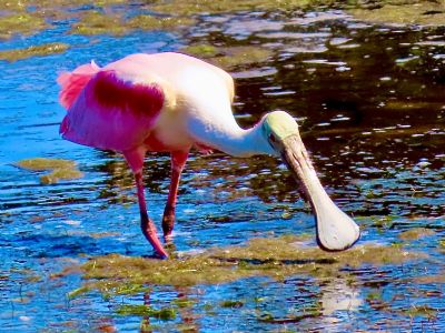 Spoonbill