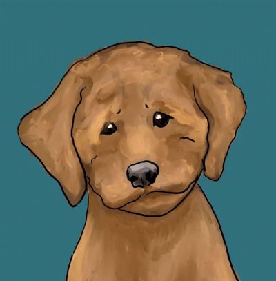 mini Labradoodle