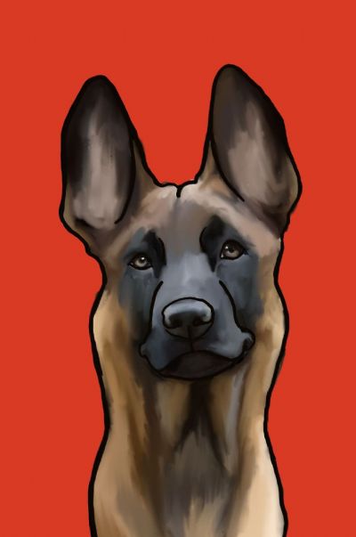 Belgian Malinois