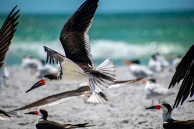 Black Skimmer