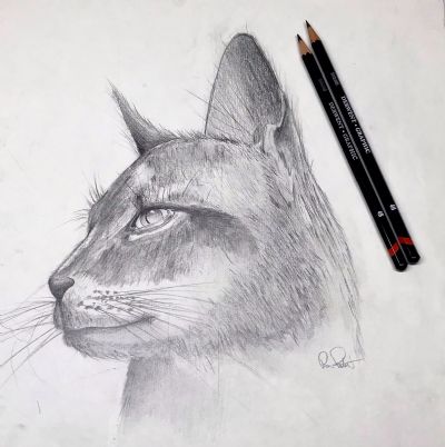 Cat in Graphite