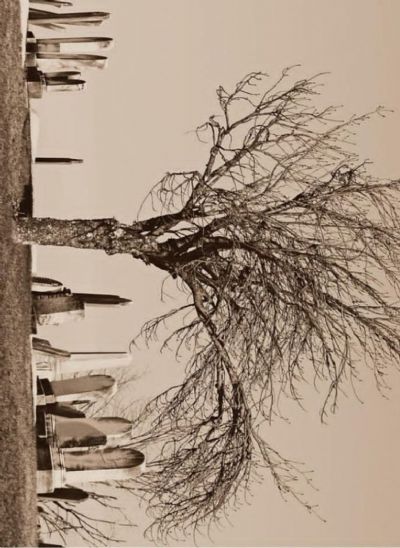 The Tree Stands Alone 