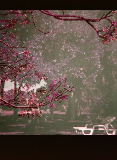 Reanimated Herbarium