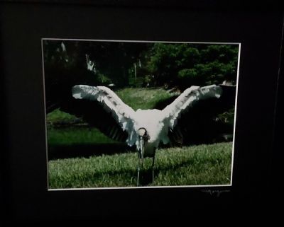 Wow! What a Wing Span