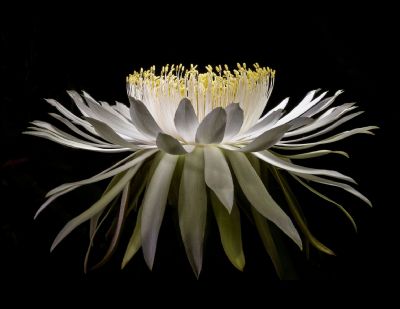 Midnight @ the Oasis