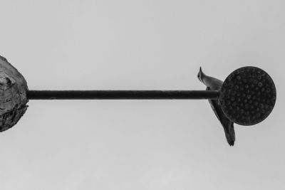 Curious Dove