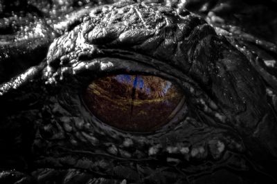 Gators Eye View