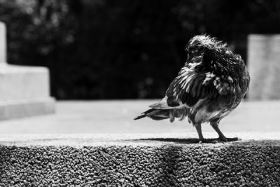 Pensive Pigeon