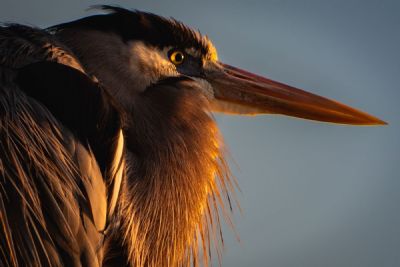 Wise Great Blue Heron