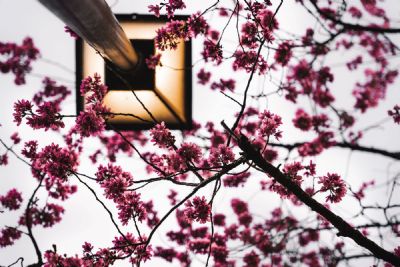 Grow towards the light