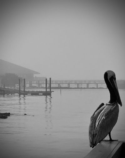 Pelican in the Mist