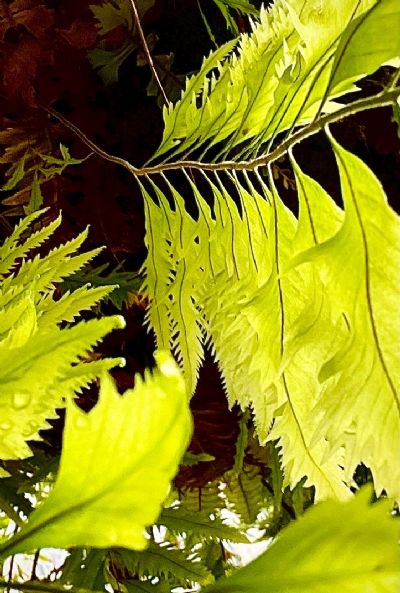 Fern Light