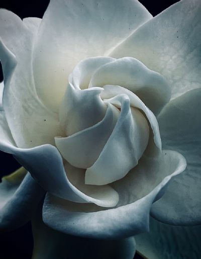 Gardenia#2