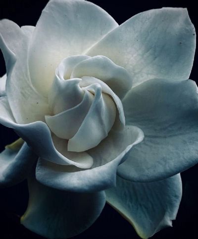 Channeling Georgia O