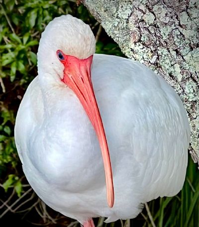 Ibis Smile