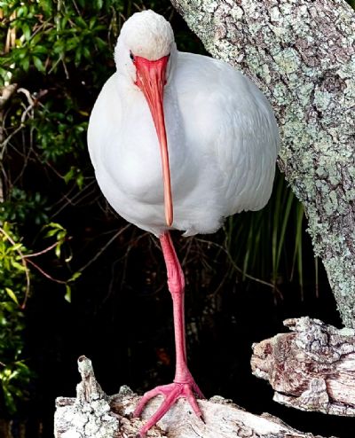 Ibis Alligned