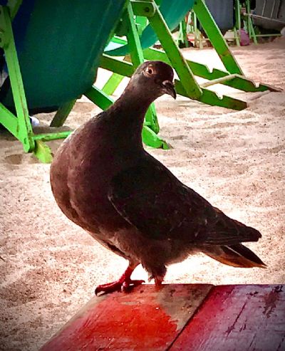 Peg Leg Pigeon