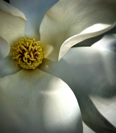 Magnolia Glow 2  It Begins