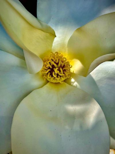 Magnolia Glow 3 (Let There Be lLight)