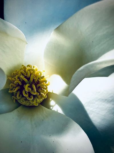 Magnolia Glow 4 Morning Has Broken