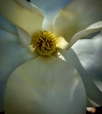 Magnolia Glow 1