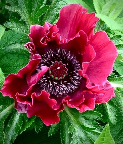 And they called it Poppy Love! 