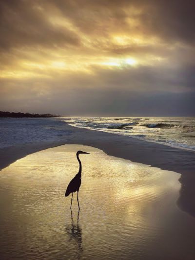 Heron in the Glow of Sunrise
