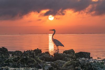 Heron Sunrise 