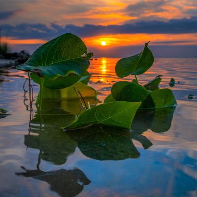 Sunrise on the Point 