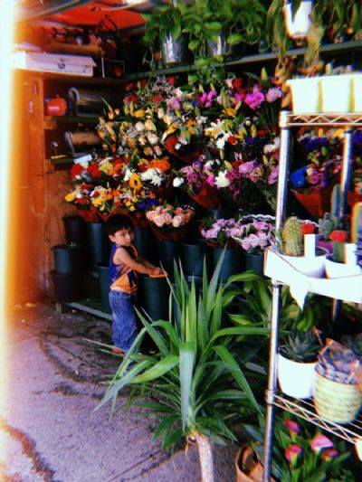 Flower Boy; Harlem, 2019