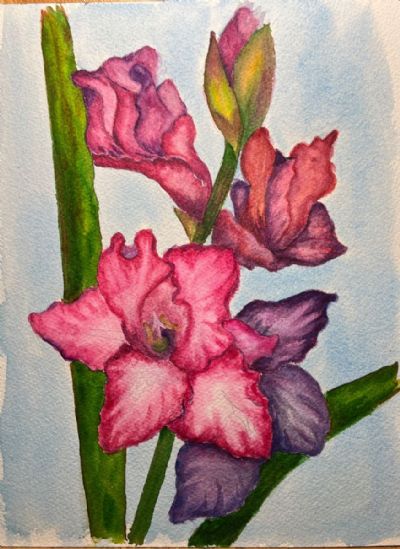 Gladiolus 