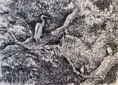 Great White Egret and White Ibis in Old Oak