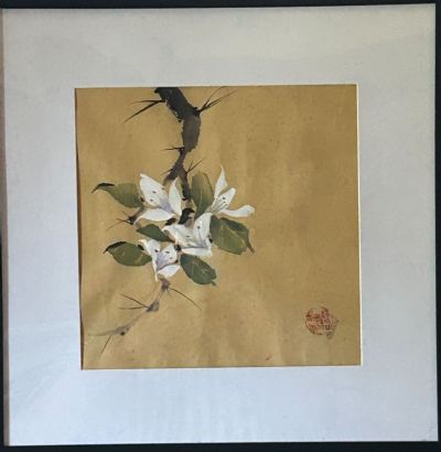 Winter White Bougainvillea-SOLD