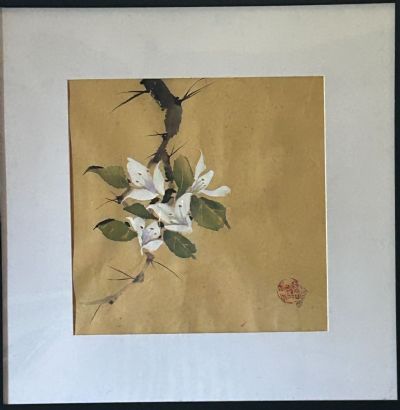 Winter White Bougainvillea 