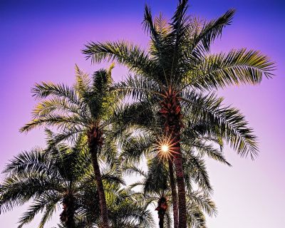 Date Palm Sunburst-Color